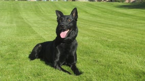 RIP: Yuma Police Department mourns loss of K-9 Bolo