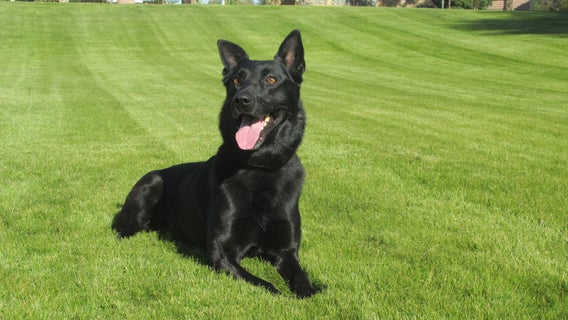 RIP: Yuma Police Department mourns loss of K-9 Bolo