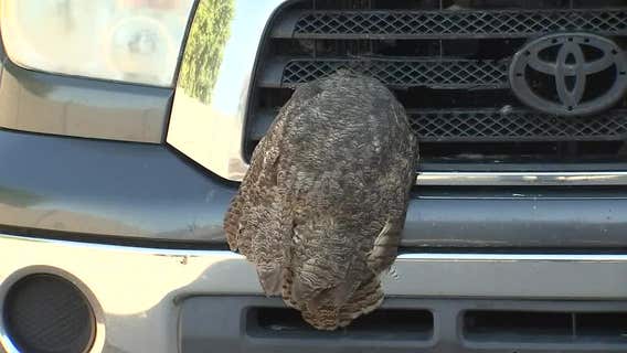 Great Horned owl strikes vehicle on I-10, gets stuck in grille