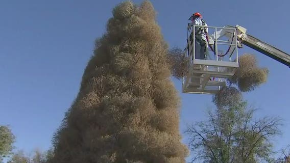Crews begin building, decorating Chandler's iconic Tumbleweed Christmas Tree