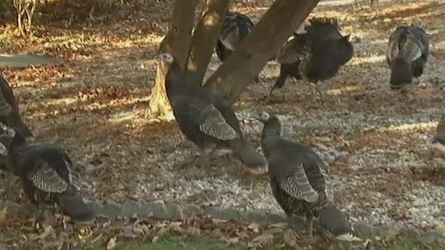 Wild turkeys roam retirement community in New Jersey