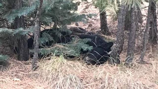 Arizona game officials search for whoever killed black bear