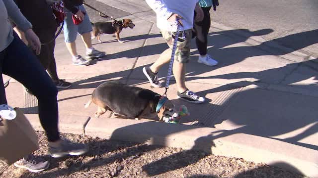 Meet Wolfgang: Overweight Beagle on weight loss journey walks a mile to celebrate birthday