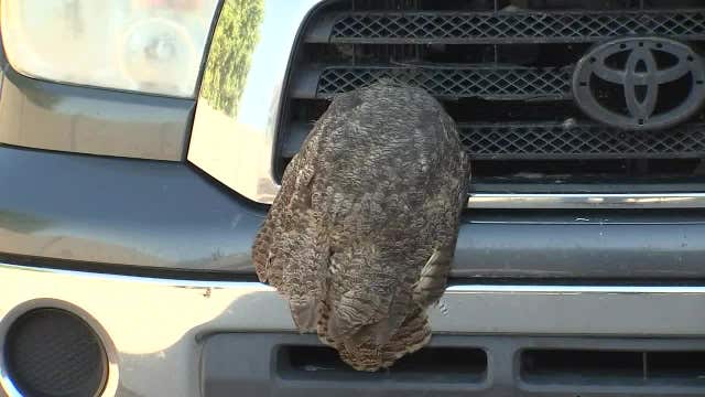 Great Horned owl strikes vehicle on I-10, gets stuck in grille