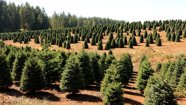 Christmas tree prices remain high due to low supply