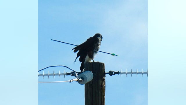 Hawk found shot with arrow near Three Points, Arizona Game and Fish says