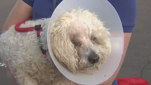 Phoenix HVAC company donates air conditioning units to Arizona Humane Society