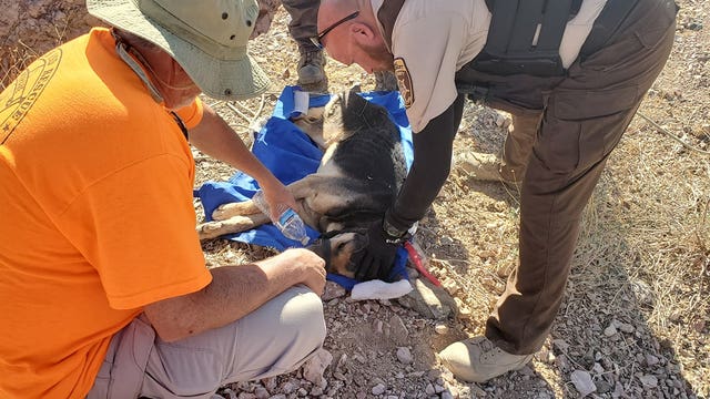 Dog dies after being rescued from Arizona mine shaft