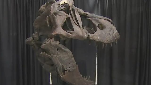 Fossilized skull of largest touring T-Rex unveiled at Phoenix City Hall