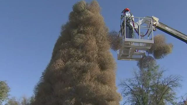 Crews begin building, decorating Chandler's iconic Tumbleweed Christmas Tree