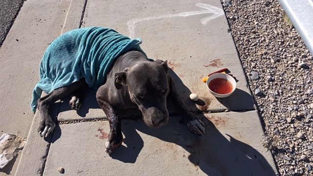 ‘Unthinkable’: Dog found shot in face, left to die on street near Las Vegas