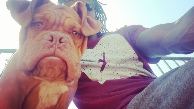 Texas police ask public for help after veteran's service dog stolen