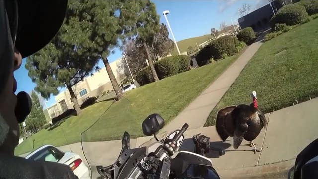 California police officer approached by turkey while on patrol, saves driver from speeding ticket