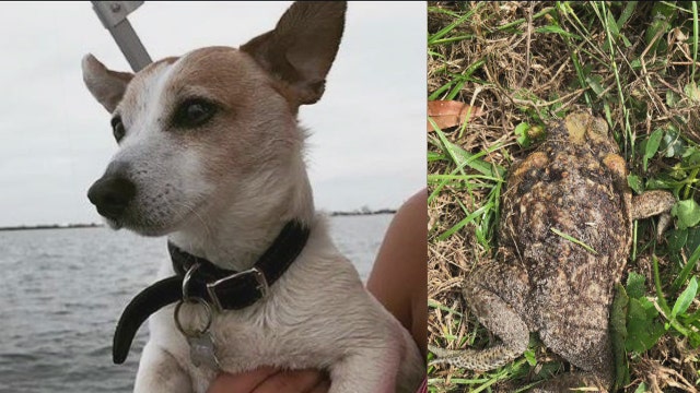 Dog owner issues warning after dog poisoned by bufo toad