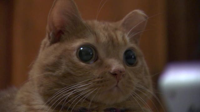 Cat with unusual stare goes viral on social media