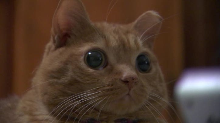 Cat with unusual stare goes viral on social media - FOX 10 News Phoenix