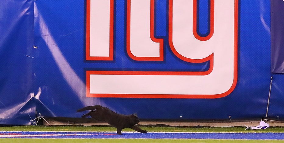 Top 10 reactions to the black cat on 'Monday Night Football' - Los Angeles  Times