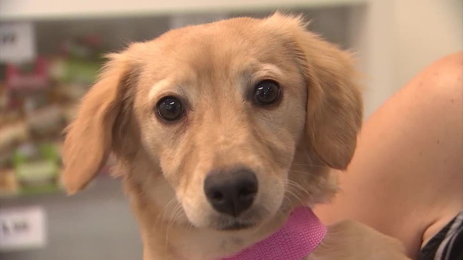 Valley Fever Awareness Week': Veterinarian gives tips for treating sick pets Valley Fever Awareness Week': Veterinarian gives tips for treating sick pets