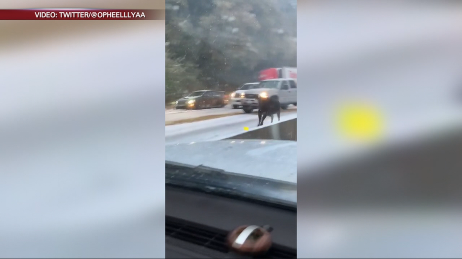 A cattle truck overturned on Highway 50 in El Dorado, County. Nov. 27, 2019