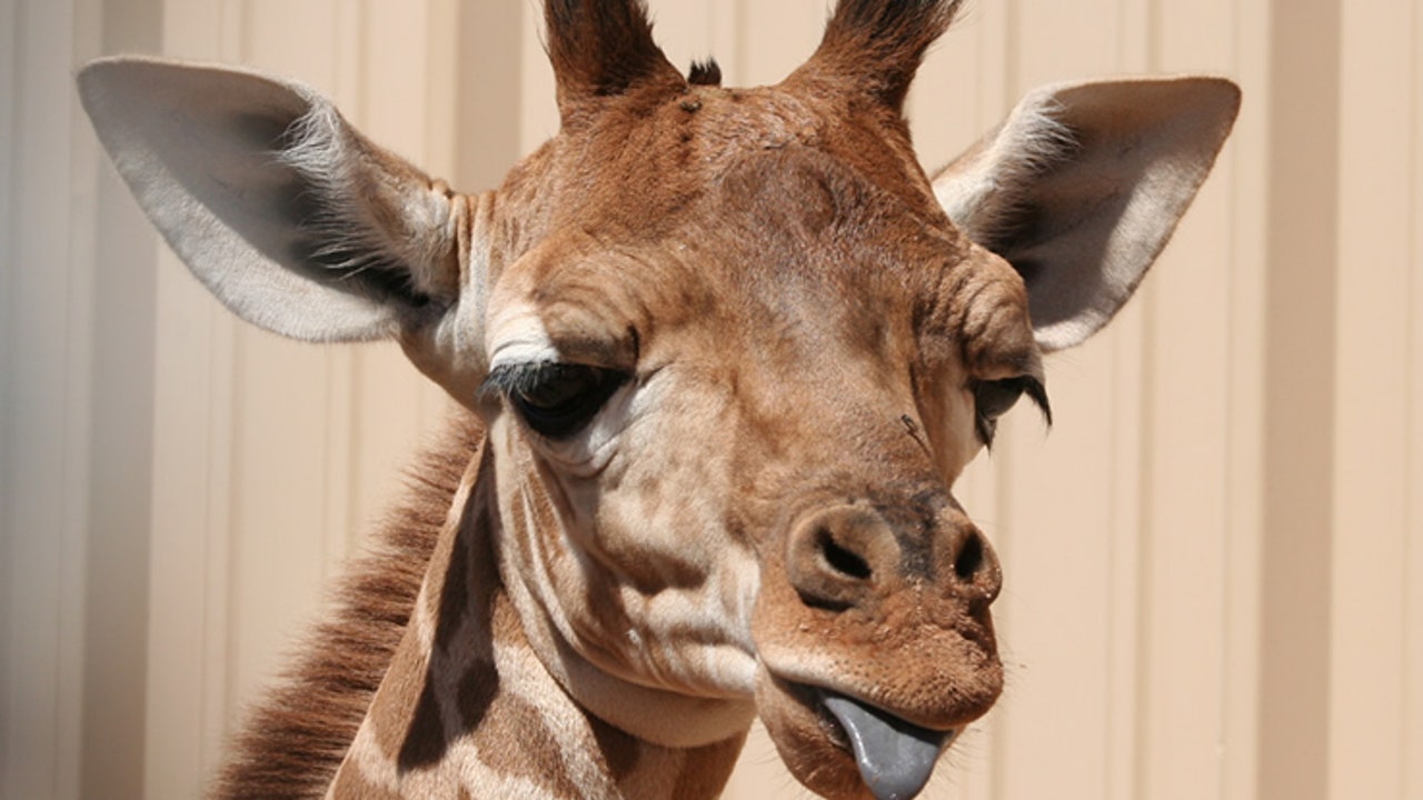 baby giraffe phoenix zoo