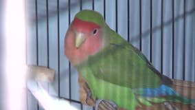 Exotic birds rescued from El Mirage home find forever homes