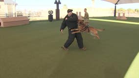 Top military dogs are learning important tricks at Luke Air Force Base