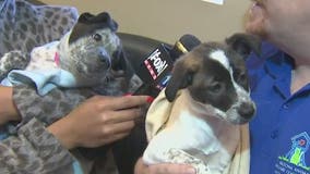 2 puppies rescued at Canyon de Chelly in northeastern Arizona given 2nd chance at life