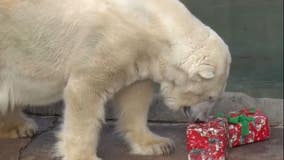 Adorable video shows polar bear struggling to open Christmas presents