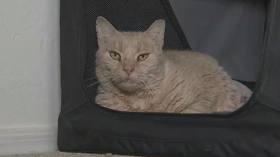 Cat who lost leg in metal trap reunited with owner