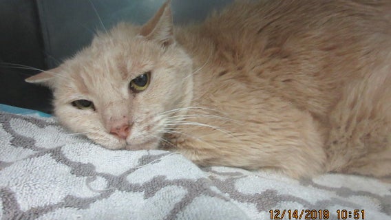 Chandler Police: Cat found with metal trap attached to its leg