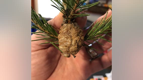 'Walnut-size' mass on Christmas tree contains hundreds of praying mantis eggs, officials say