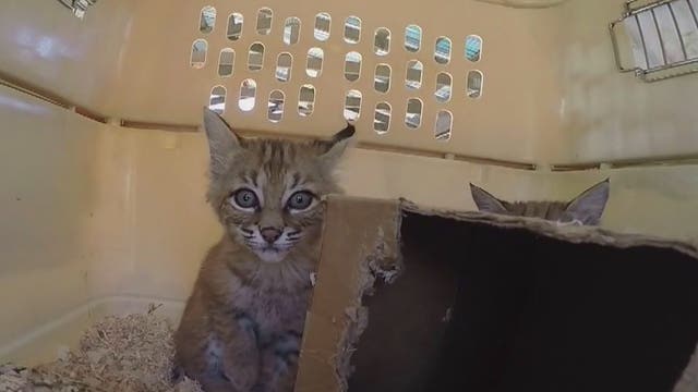 Baby bobcats found by group of hikers in Maricopa County