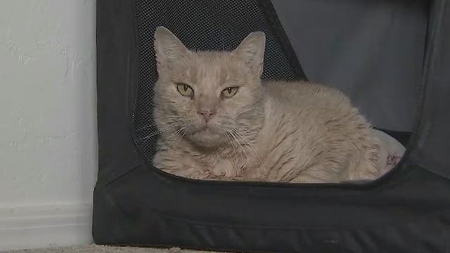 Cat who lost leg in metal trap reunited with owner