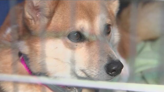 Local rescue working to get dogs out of puppy mills and into Valley homes