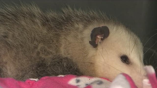 'Freeway' the opossum rescued on I-10 is getting the love and care she needs