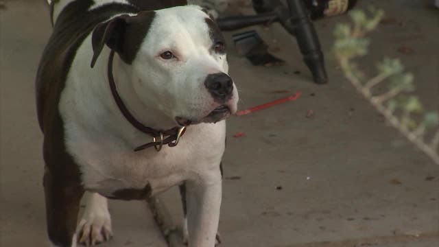 Abandoned dog: Youngtown man says neighbors left pit bull behind