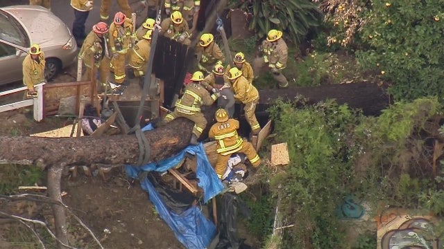 Firefighters rescue man trapped underneath fallen tree in Echo Park