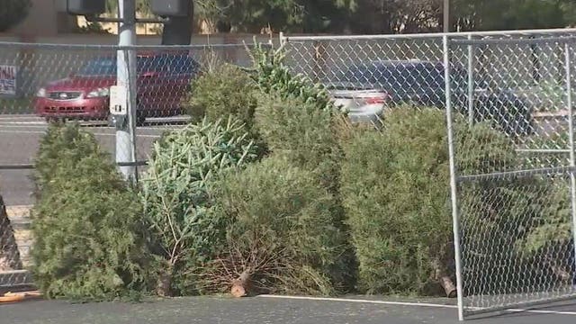 City of Phoenix makes recycling your Christmas tree an easy task