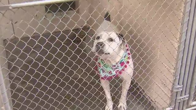 'Calm the Canines': Volunteers needed at Maricopa County Animal Care & Control shelters on New Year's Eve