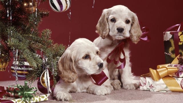 Some shelters report uptick in surrendered animals after the holidays but national orgs say that's not a trend