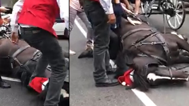 VIDEO: Carriage driver kicks horse in head, calls it 'lazy' after it collapses on street, witness says