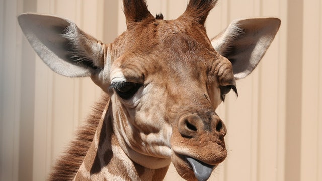 Phoenix Zoo giraffe, Makope, passes away at 14