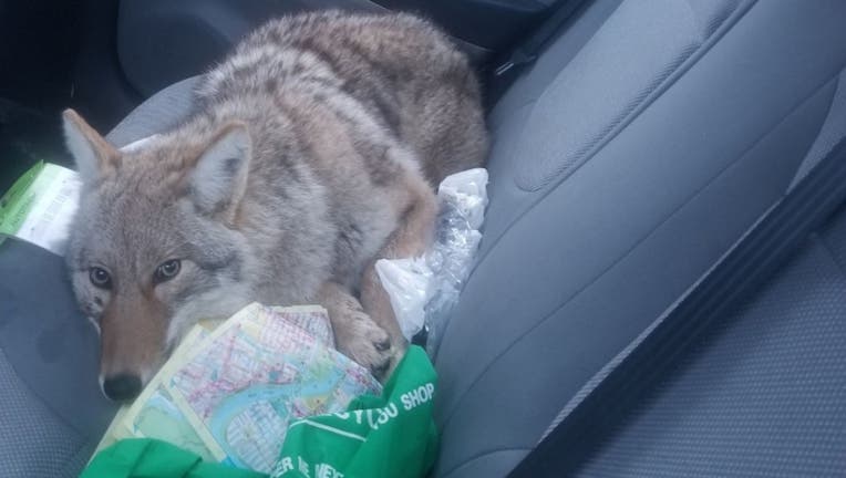 The animal Eli Boroditsky hit with his car last week was a coyote, not a dog like he thought.