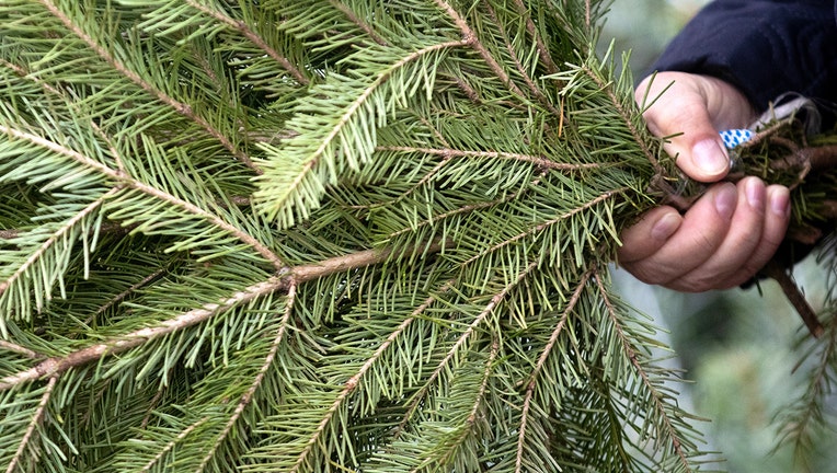 FILE: A man holds a fir tree branch. Old Christmas trees are being collected by a Texas man who is transforming them into canes for veterans.