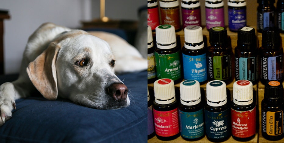 Essential oil best sale peppermint dogs