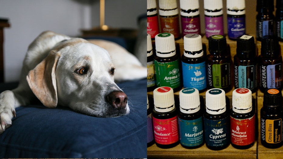 Essential oils often used in diffusing devices can be harmful to cats and  dogs