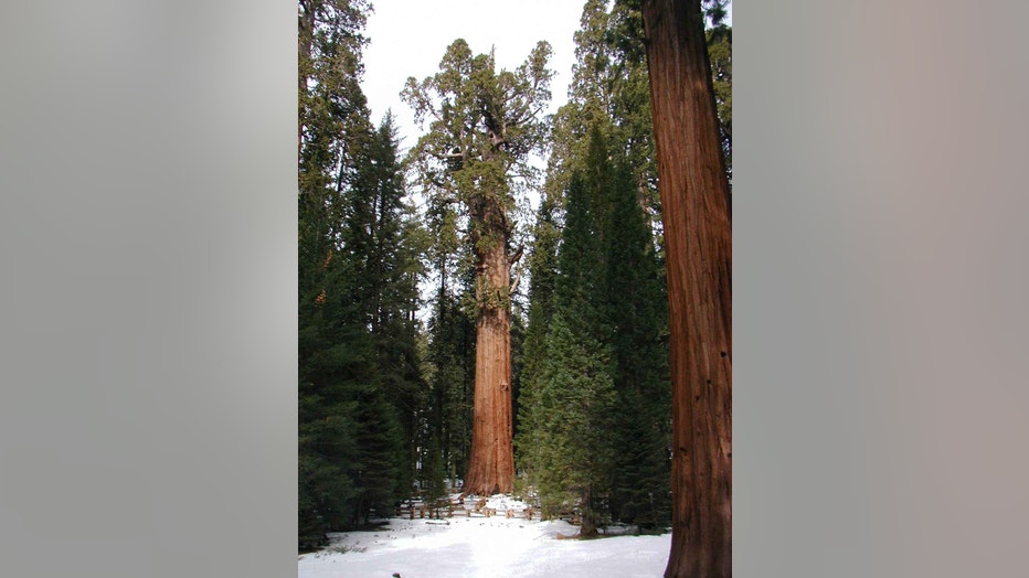 General-Sherman-Tree-the-worlds-largest-living-tree-in-winter.-2010__NPS.jpg