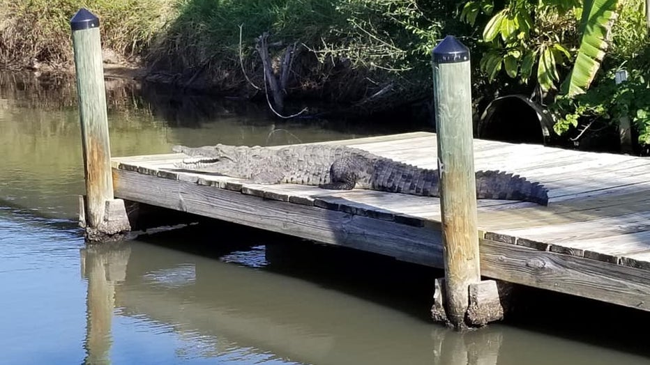 A crocodile spotted in Satellite Beach. Courtesy: Peter Campbell