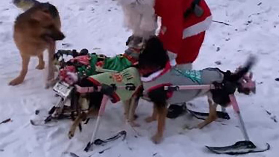 Adorable Dogs With Special Needs Play In Snow During Holiday Season