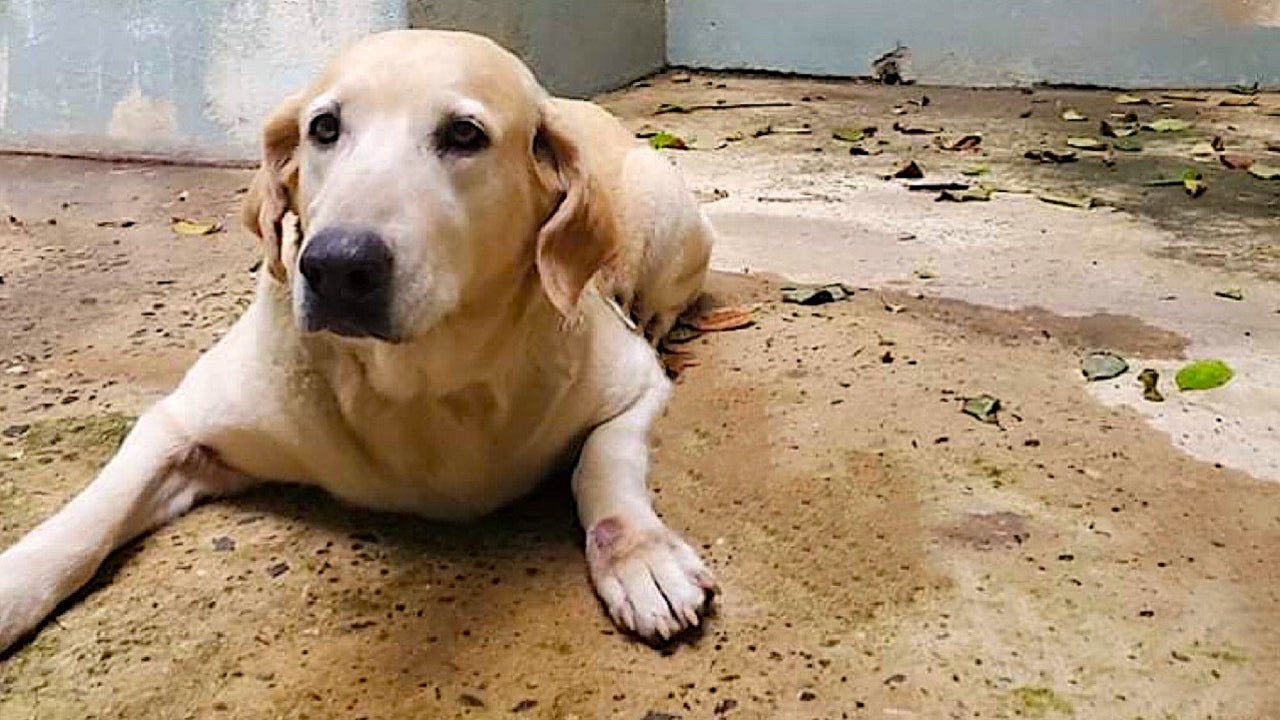 Brandywine animal hot sale rescue